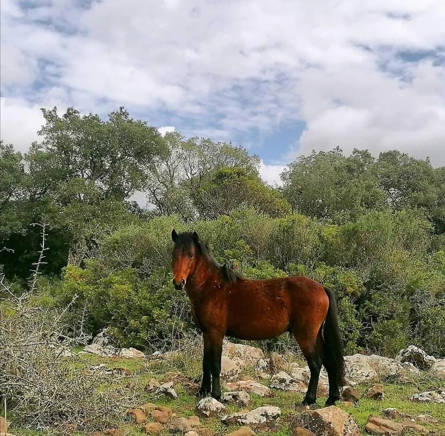 Casa Susanna Rural Sardinia Sini Bed & Breakfast